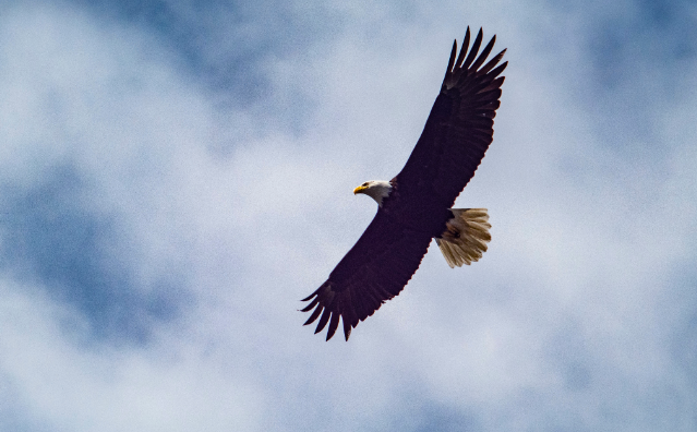 Soaring with Eagles: Choosing Your Inner Circle Wisely